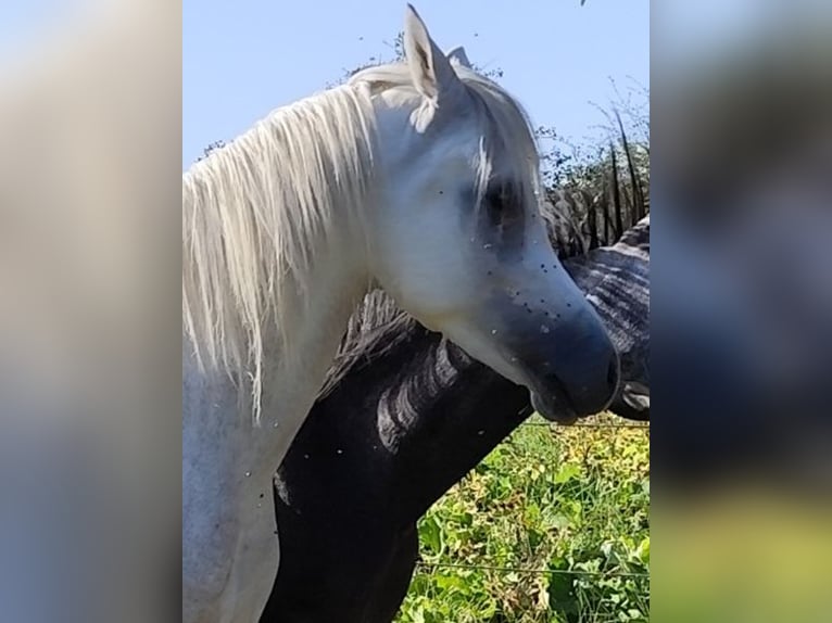 Asil Arabian Stallion 4 years 15,1 hh Gray in Gersheim