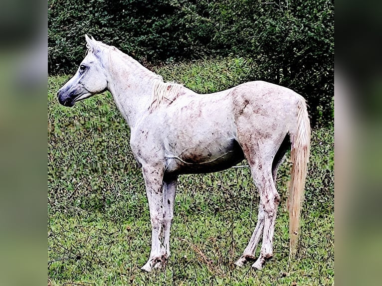 Asil Arabian Stallion 4 years 15,1 hh Gray in Gersheim