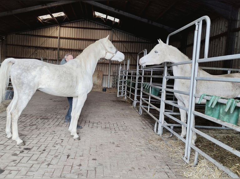 Asil Arabian Stallion 4 years 15,1 hh Grey in Gersheim