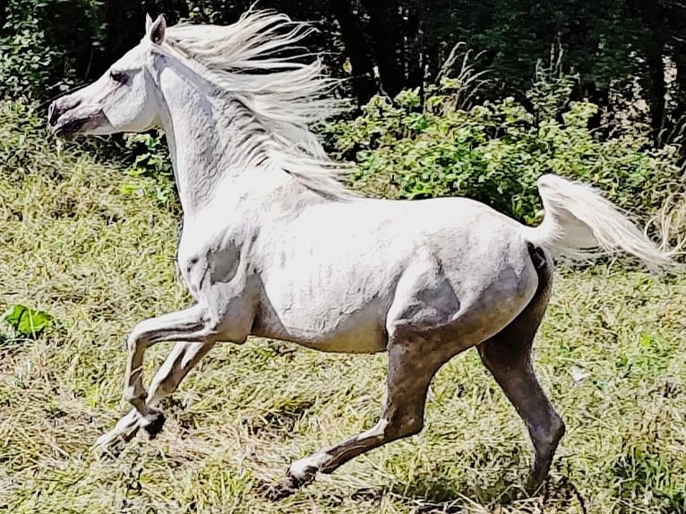 Asil Arabian Stallion 4 years 15,1 hh Grey in Gersheim