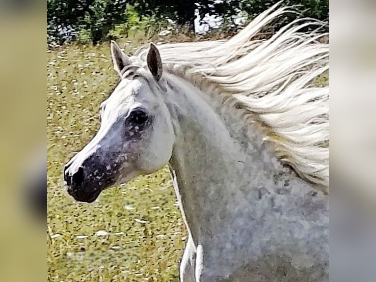 Asil Arabian Stallion 4 years 15,1 hh Grey in Gersheim