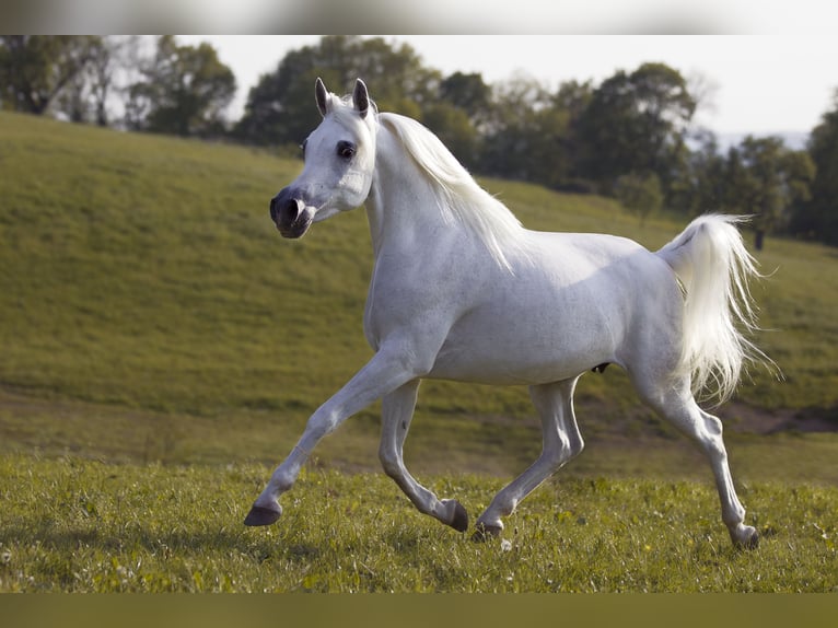 Asil Arabian Stallion 4 years 15,1 hh Grey in Gersheim Asil Arabian Stallion 4 years 15,1 hh Grey in Gersheim