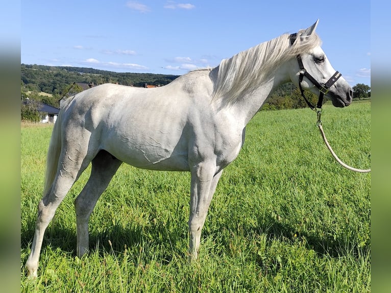 Asil Arabian Stallion 4 years 15,1 hh Grey in Gersheim