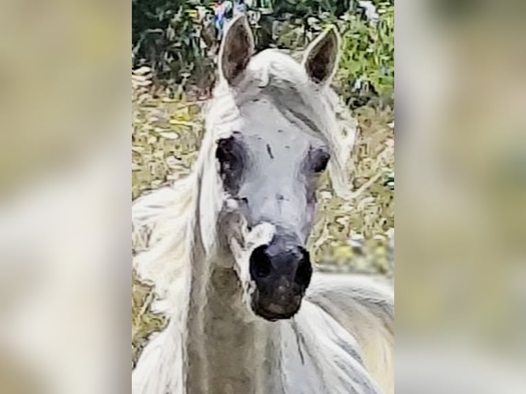 Asil Arabian Stallion 4 years 15,1 hh Grey in Gersheim