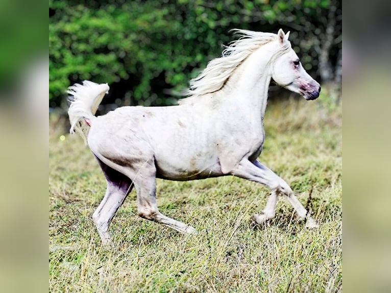Asil Arabian Stallion 4 years 15,1 hh Grey in Gersheim