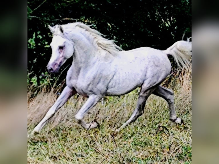 Asil Arabian Stallion 4 years 15,1 hh Grey in Gersheim