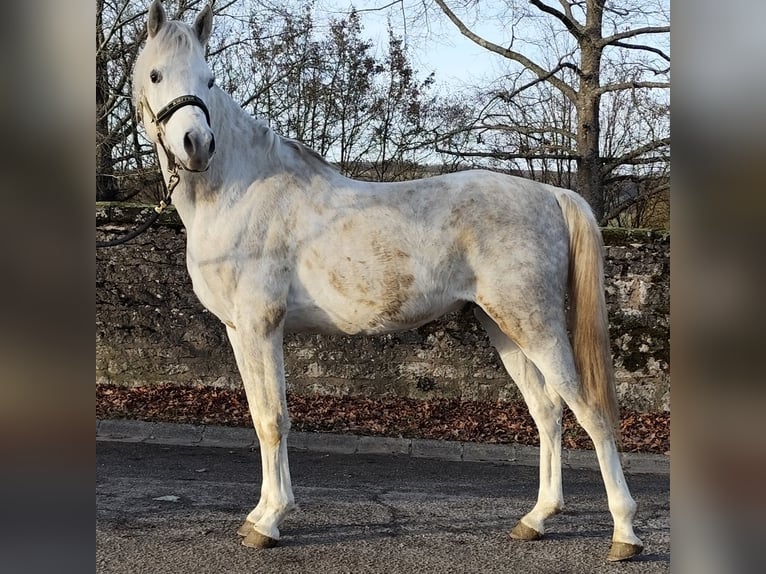 Asil Arabian Stallion 4 years 15,1 hh Grey in Gersheim