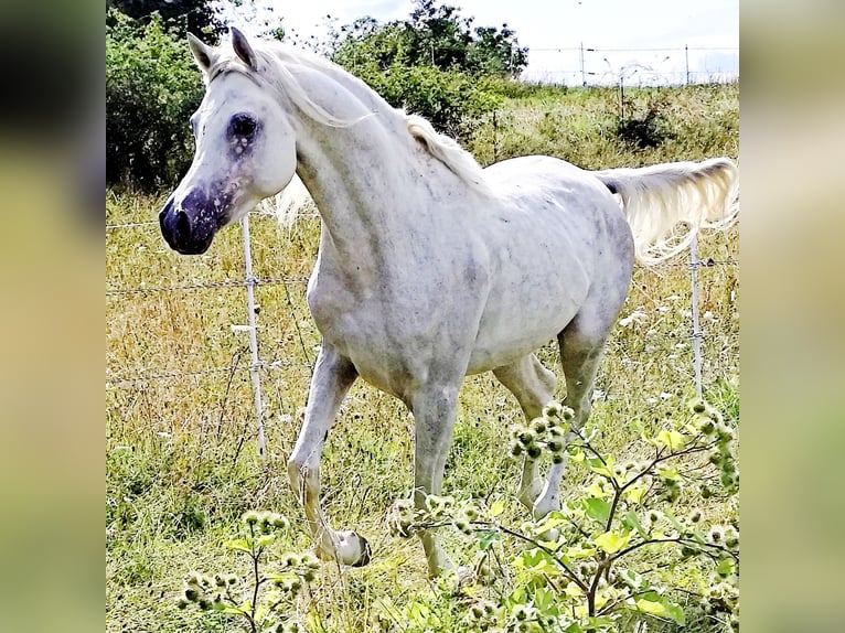 Asil Arabian Stallion 4 years 15,1 hh Grey in Gersheim