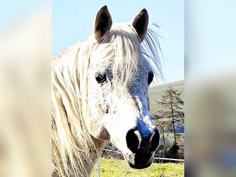 Asil Arabian Stallion 5 years 15,1 hh Grey in Gersheim