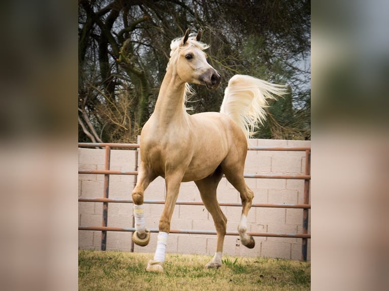 Asil Arabian Stallion 6 years 15,2 hh Palomino in Assendelft