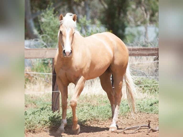 Asil Arabian Stallion 6 years 15,2 hh Palomino in Assendelft