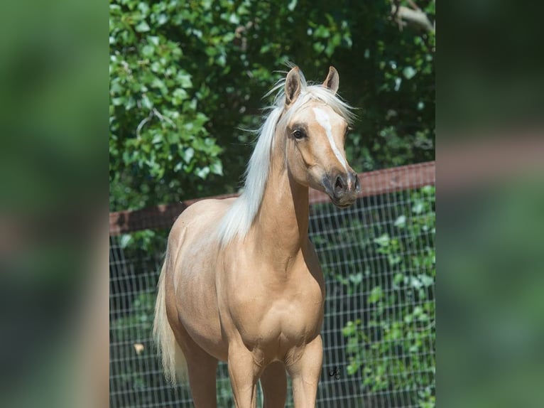 Asil Arabian Stallion 6 years 15,2 hh Palomino in Assendelft