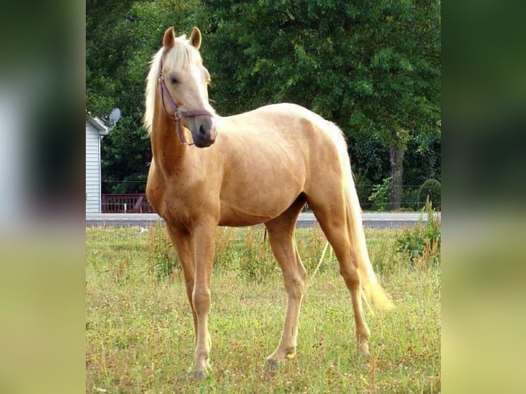 Asil Arabian Stallion 6 years 15,2 hh Palomino in Assendelft
