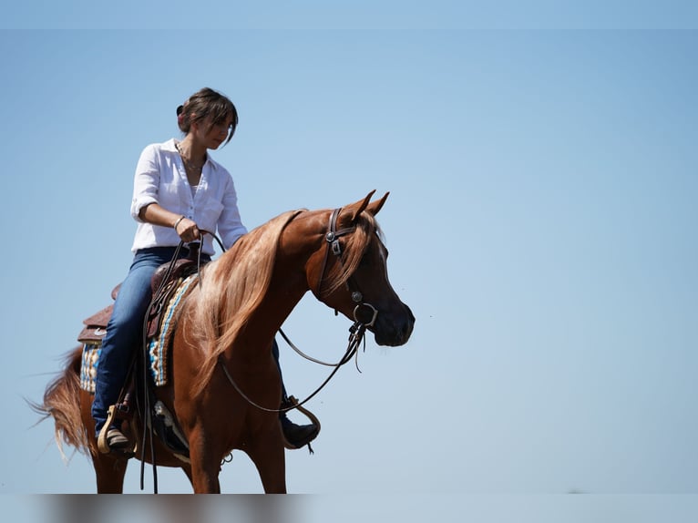 Asil Arabian Mix Stallion Chestnut-Red in Bergoro