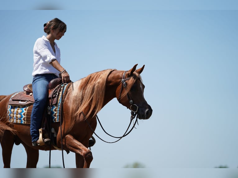 Asil Arabian Mix Stallion Chestnut-Red in Bergoro
