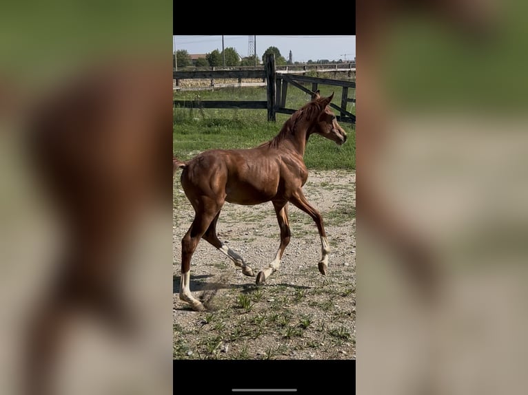 Asil Arabian Stallion Foal (01/2025) Chestnut-Red in Treviglio