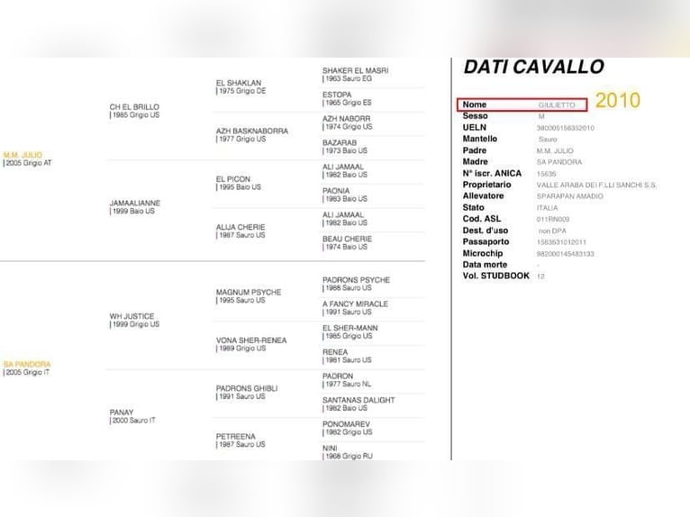Asil Arabier Hengst 15 Jaar 154 cm Schimmel in Morciano Di Romagna