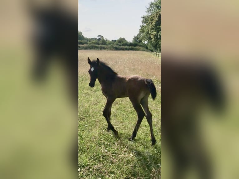 Asil Arabier Hengst 1 Jaar Bruin in VERNON