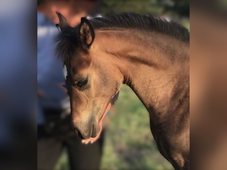 Asil Arabier Hengst 1 Jaar Bruin in VERNON