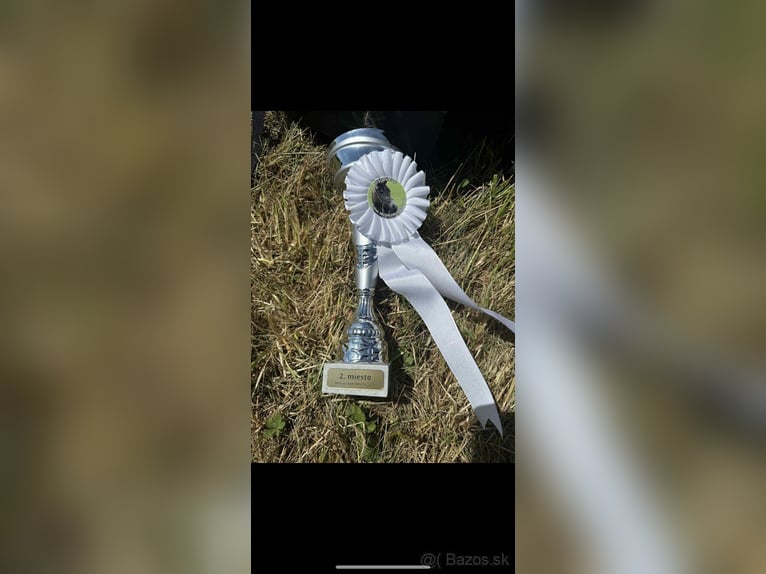 Asil Arabier Hengst 1 Jaar Donkerbruin in Slovakia