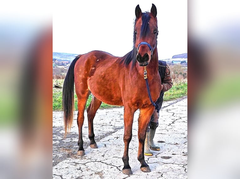 Asil Arabier Hengst 2 Jaar 148 cm Bruin in Gersheim