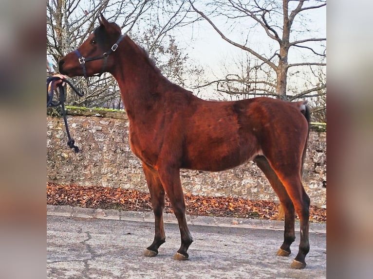 Asil Arabier Hengst 2 Jaar 148 cm Bruin in Gersheim