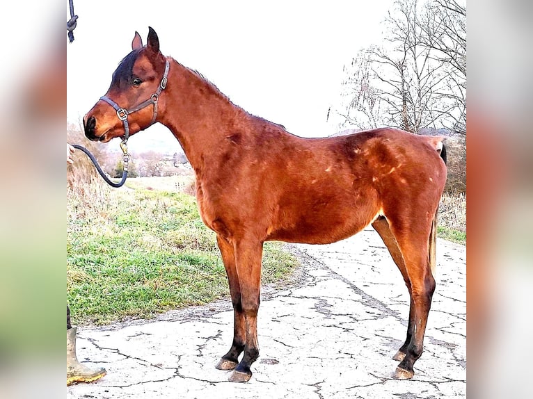 Asil Arabier Hengst 2 Jaar 148 cm Bruin in Gersheim