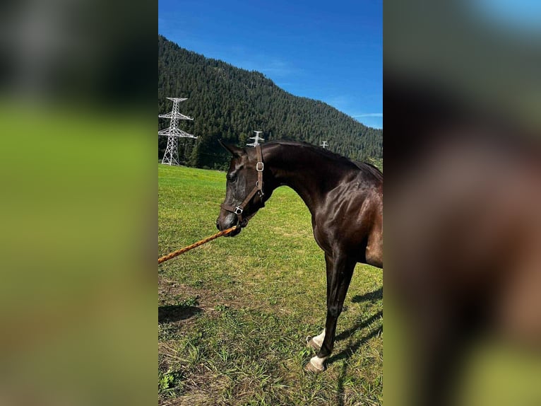 Asil Arabier Hengst 2 Jaar Donkerbruin in Slovakia