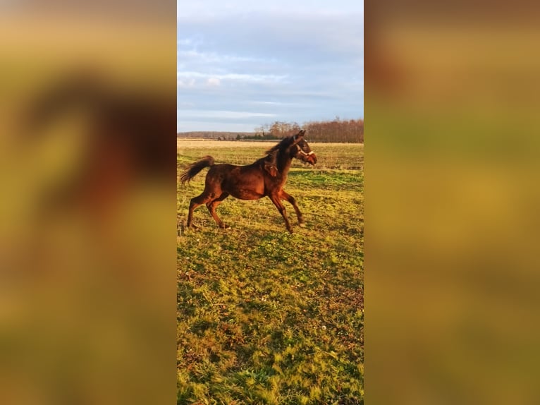 Asil Arabier Hengst 2 Jaar Zwartbruin in Beled