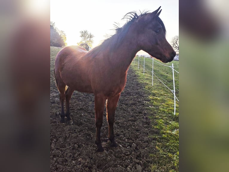 Asil Arabier Hengst 3 Jaar 148 cm Bruin in Gersheim