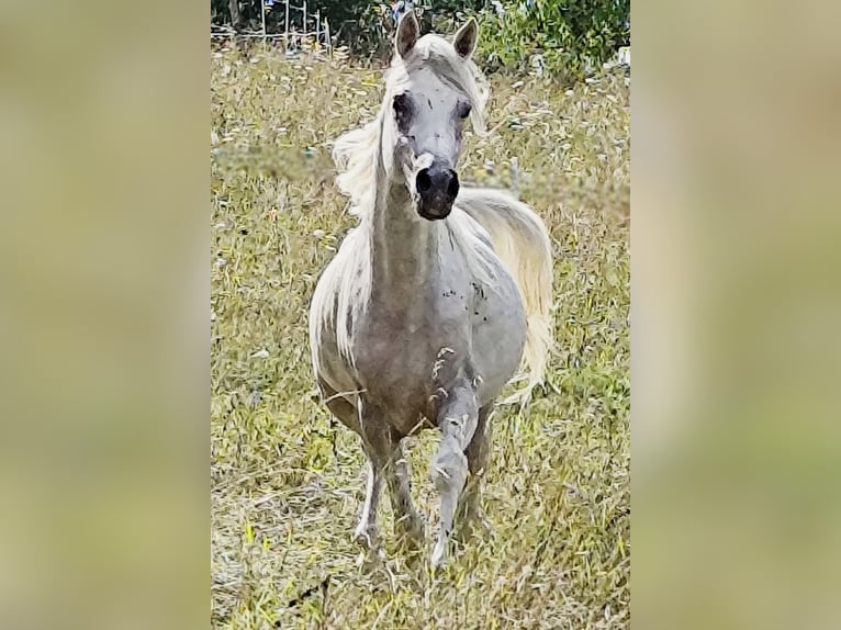 Asil Arabier Hengst 4 Jaar 155 cm Schimmel in Gersheim
