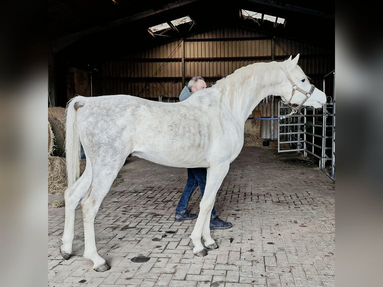 Asil Arabier Hengst 5 Jaar 155 cm Schimmel in Gersheim