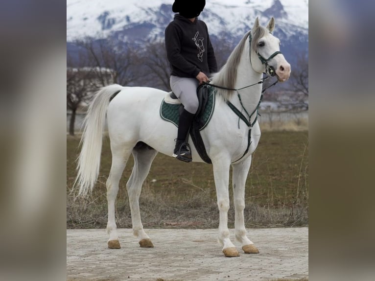 Asil Arabier Hengst 7 Jaar 163 cm Wit in Erzincan