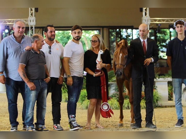 Asil Arabier Mix Hengst Vos in Bergoro