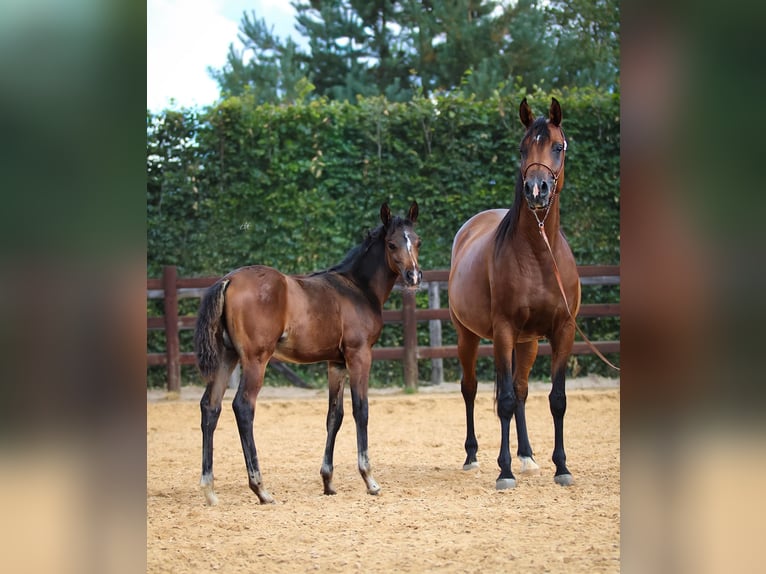 Asil Arabier Merrie 1 Jaar 125 cm Bruin in Cromvoirt