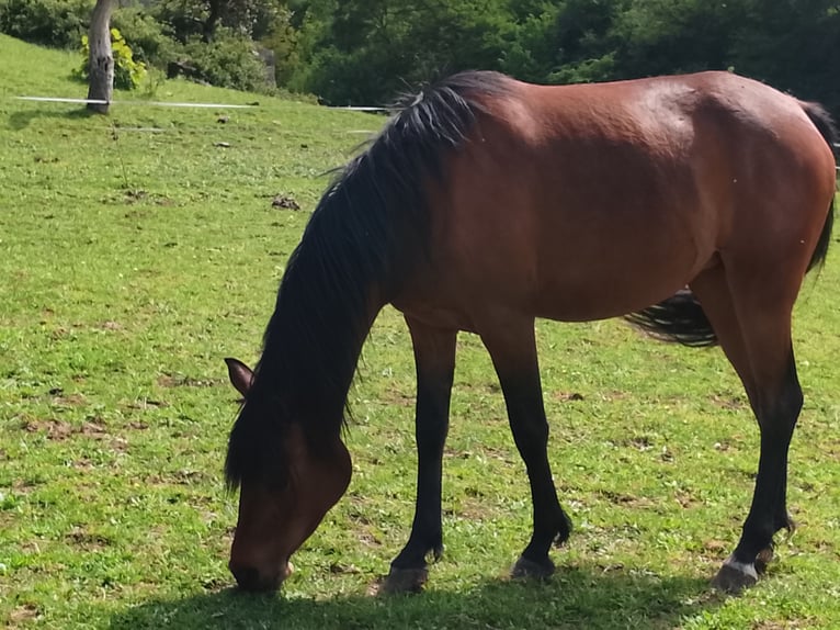 Asil Arabier Merrie 3 Jaar 148 cm Bruin in St Rambert en Bugey