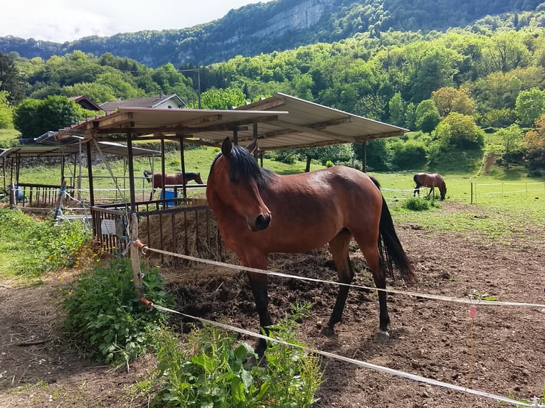 Asil Arabier Merrie 3 Jaar 148 cm Bruin in St Rambert en Bugey
