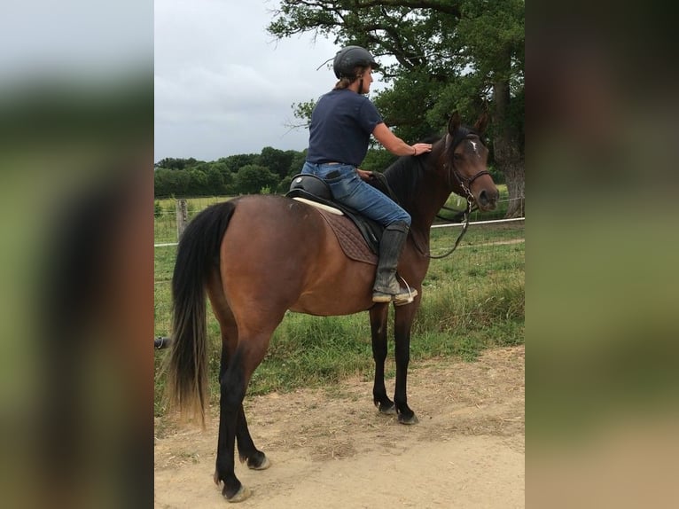 Asil Arabier Merrie 3 Jaar 153 cm Donkerbruin in VERNON