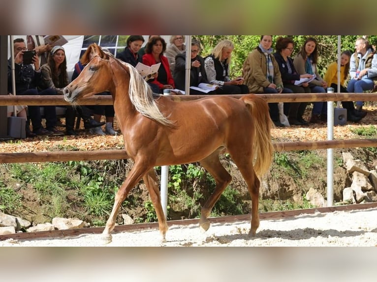 Asil Arabier Merrie 3 Jaar 155 cm Donkere-vos in Alfeld (Leine)