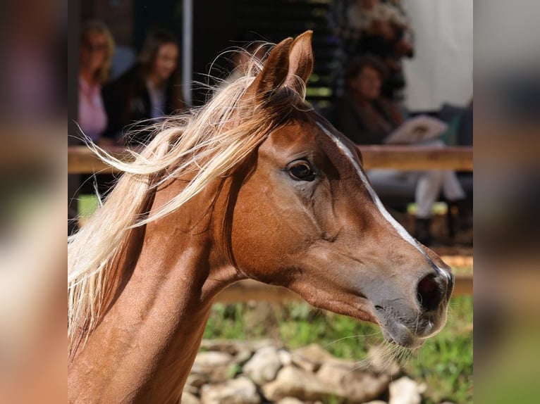 Asil Arabier Merrie 3 Jaar 155 cm Donkere-vos in Alfeld (Leine)