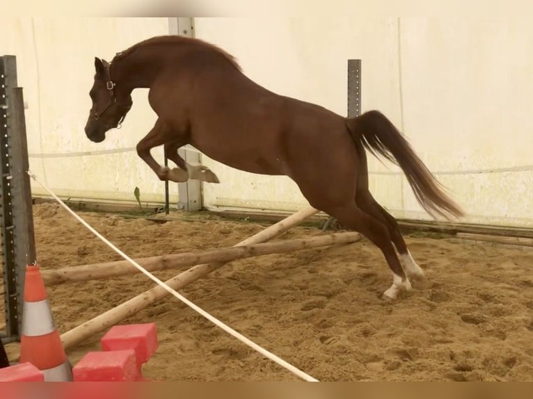 Asil Arabier Merrie 4 Jaar 152 cm Roodvos in VERNON