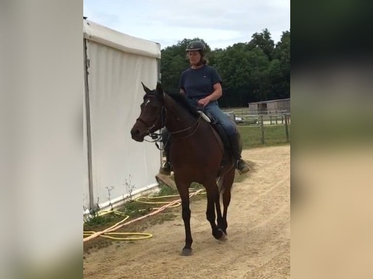 Asil Arabier Merrie 4 Jaar 153 cm Donkerbruin in VERNON