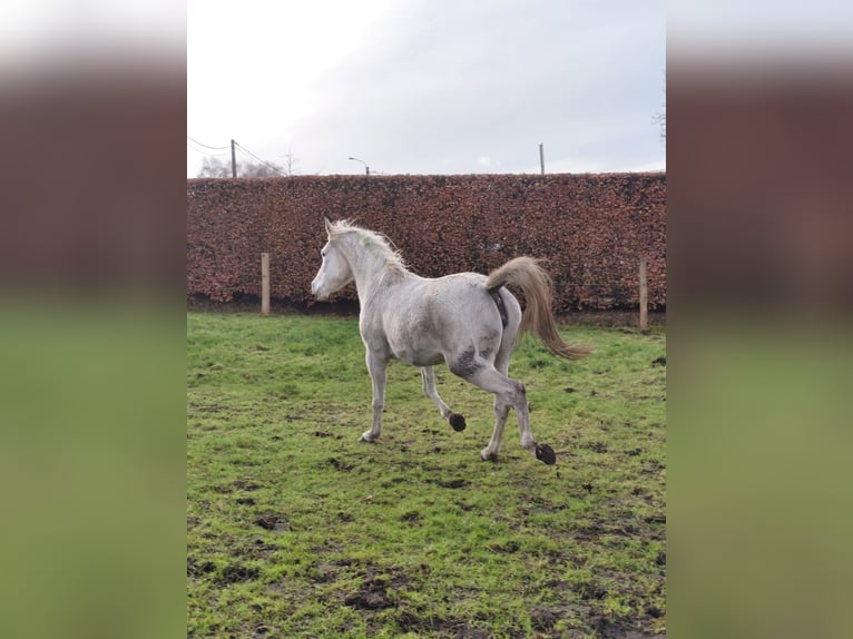 Asil Arabier Merrie 6 Jaar Schimmel in Poppel