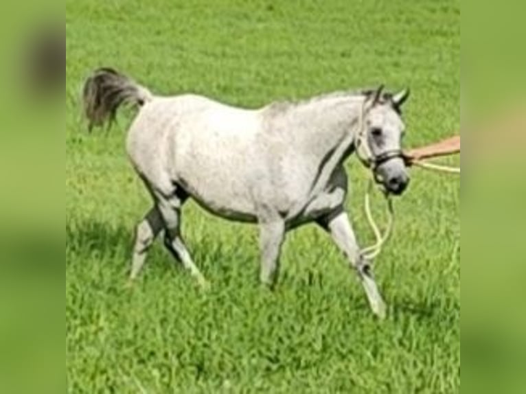 Asil Arabier Merrie 9 Jaar 153 cm Schimmel in Gersheim