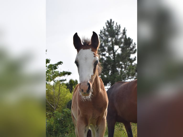 Asil Arabier Merrie veulen (04/2024) 155 cm Roodbruin in Cucq