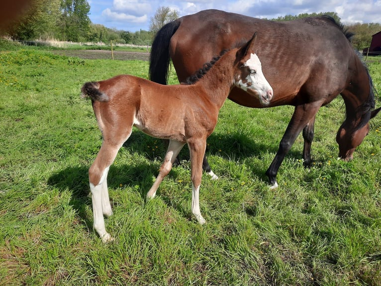 Asil Arabier Merrie veulen (04/2024) 155 cm Roodbruin in Cucq