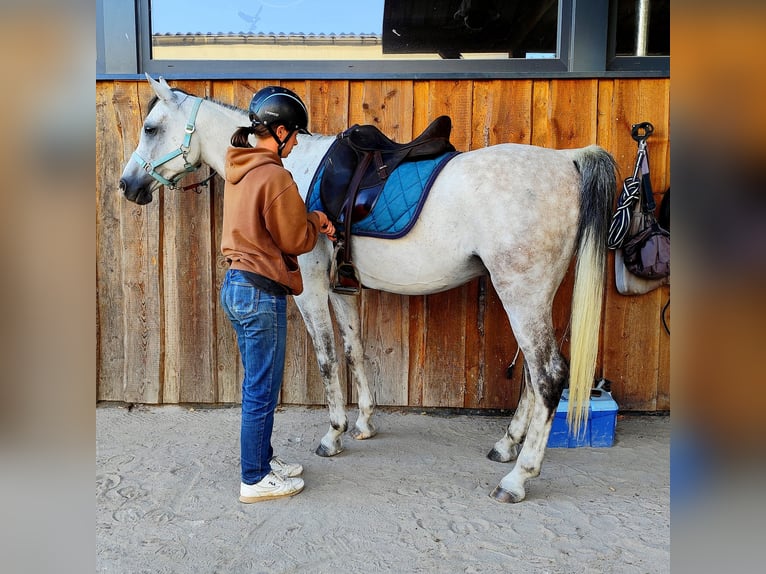 Asil Arabier Ruin 10 Jaar 154 cm  in Gersheim