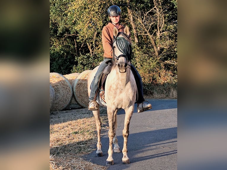 Asil Arabier Ruin 10 Jaar 154 cm  in Gersheim