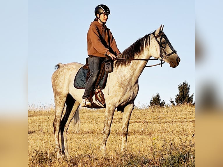 Asil Arabier Ruin 10 Jaar 154 cm  in Gersheim