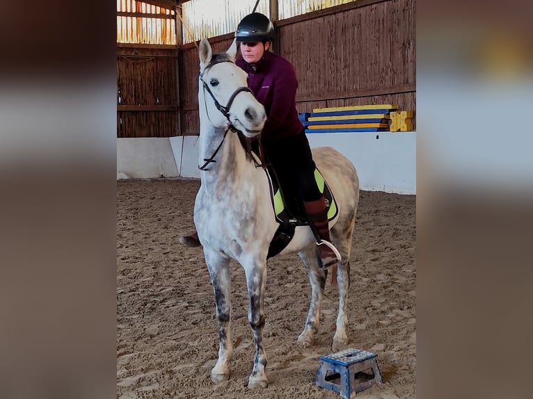 Asil Arabier Ruin 10 Jaar 155 cm Schimmel in Gersheim